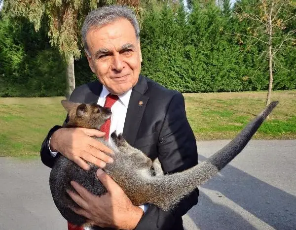 Doğal yaşamda kanguru yavrusu